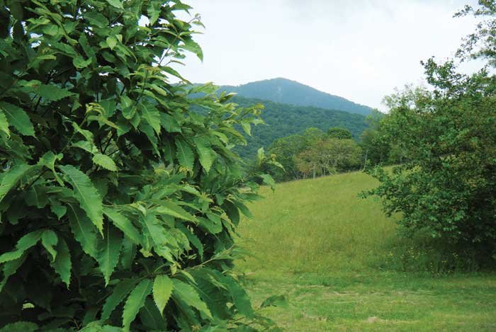 Giants on the horizon