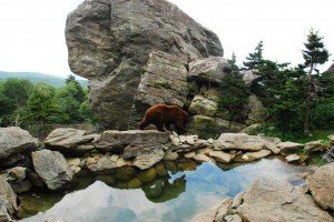 GFM_main_bearhabitatWEB