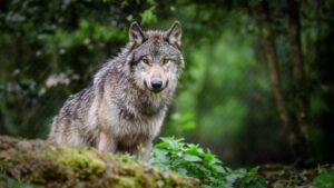 A GPS-tracked wolf surprised experts in Switzerland by leaping into Lake Lucerne, leaving researchers puzzled about its unusual journey