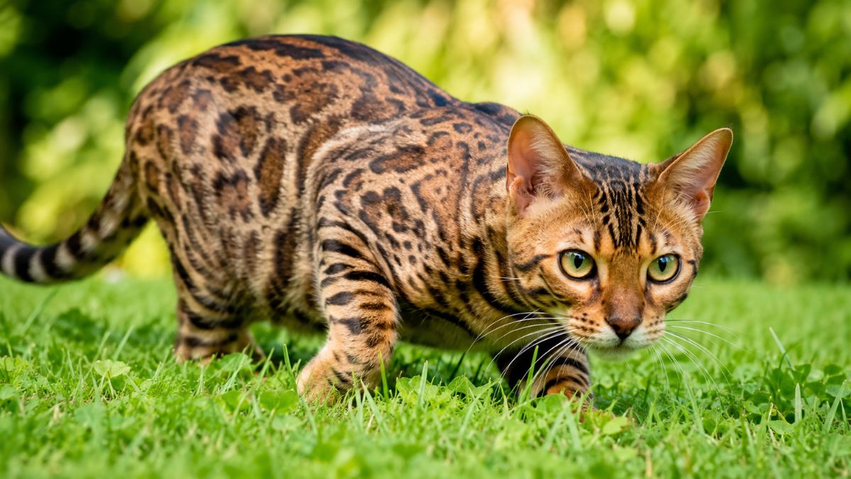 10 Best Hunting Cat Breeds With Strong Prey Instincts