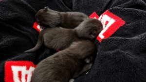 Abandoned Kittens Found Dumped in Backpack Near Railway Station Now Safe With Rescue Volunteer
