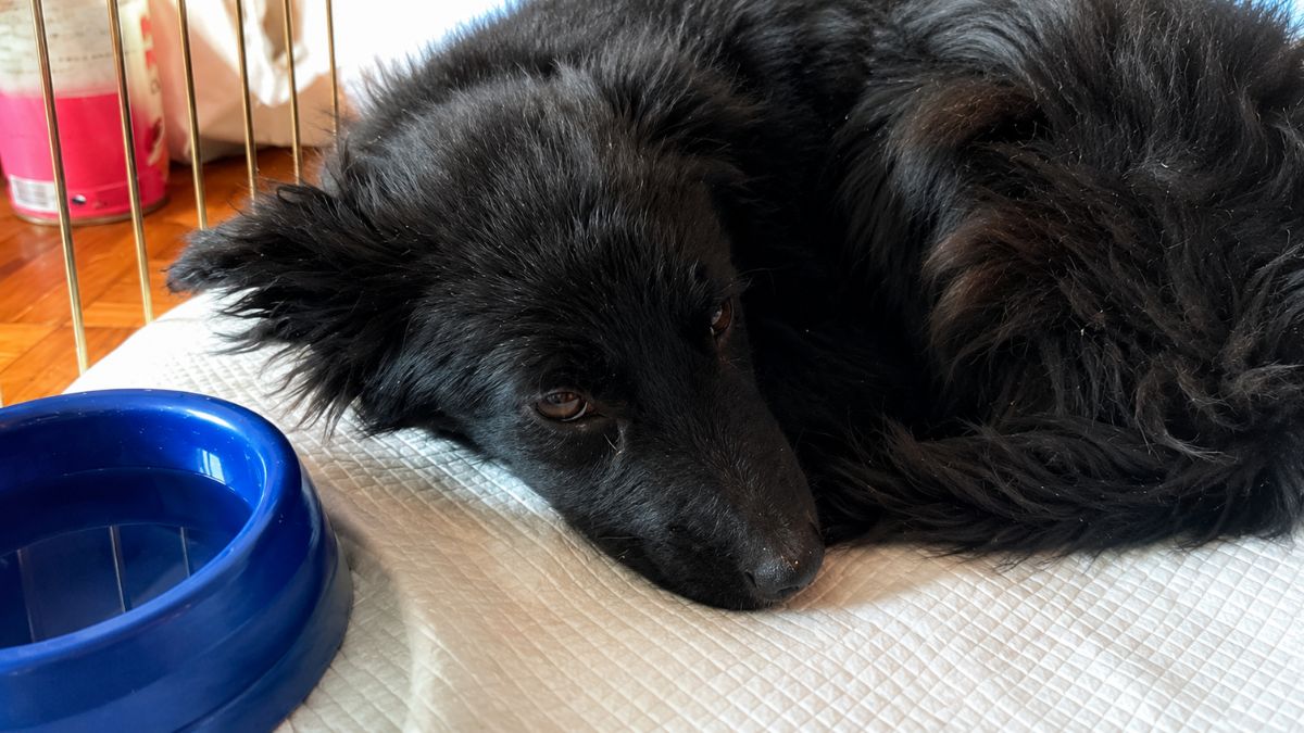 Abandoned Puppy Found in Middle of Nowhere Gets Second Chance With Loving Family