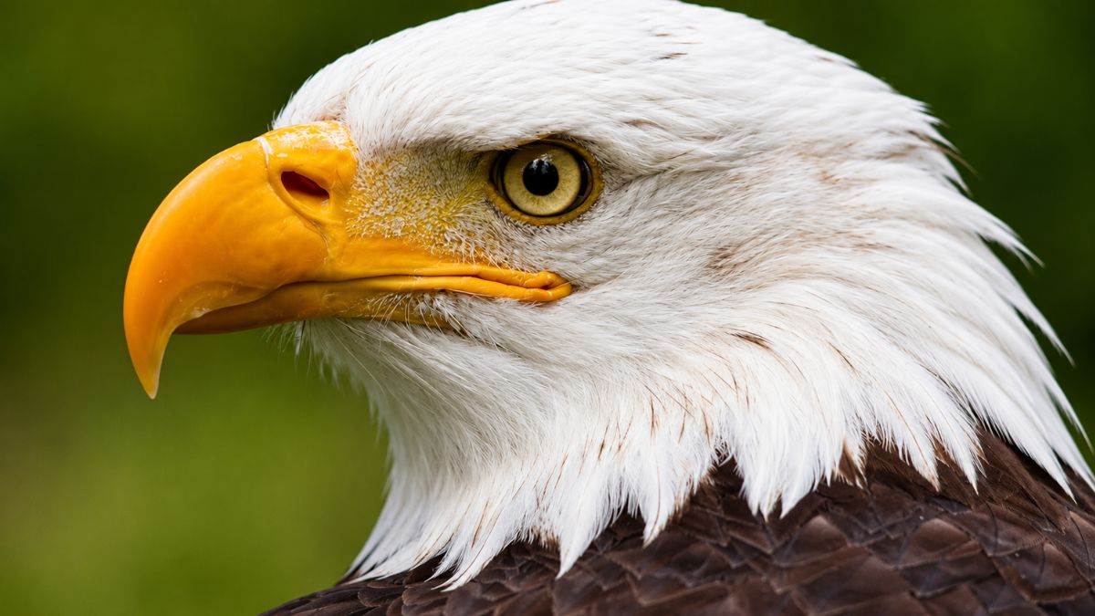 Bald Eagle Sitting in Pool With Her Toys Looks Like the Happiest Toddler Ever