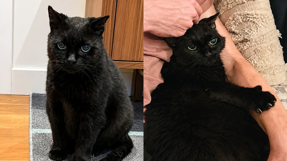 Blind Rescue Cat Found at Industrial Site Transforms Into the Gentlest Indoor Companion