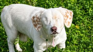 Blind Rescue Dog Who Lost Both Eyes Still Waits for Someone to Give Him a Forever Home
