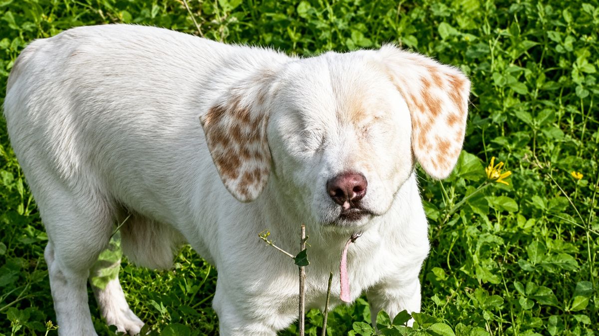 Blind Rescue Dog Who Lost Both Eyes Still Waits for Someone to Give Him a Forever Home