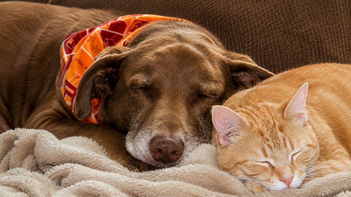 Cat Shows Sweet Support by Waiting for Senior Dog Sibling on the Stairs