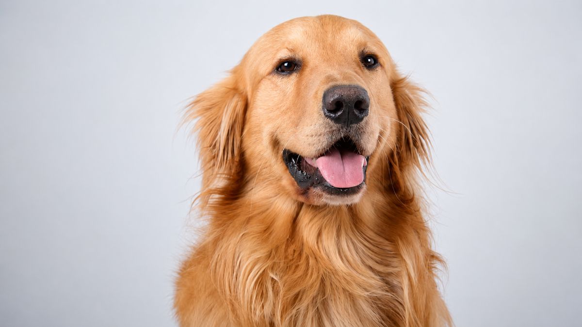 Clever Golden Retriever Creates His Own Perfect Pool Day and Wins the Internet