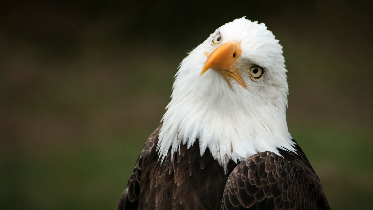 Curious Cat Challenges Bald Eagle on Dock and Quickly Learns a Wild Lesson