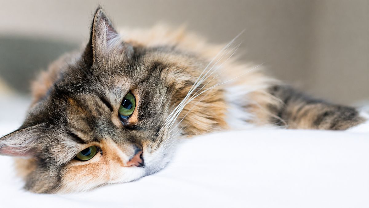 Disabled Rescue Cat Returned to Chicago Shelter After 6 Years Breaks Hearts Online