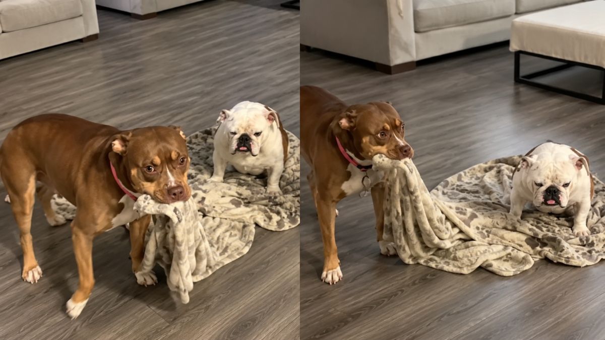 Dog Can’t Figure Out Why Her Favorite Blankie Suddenly Won’t Move