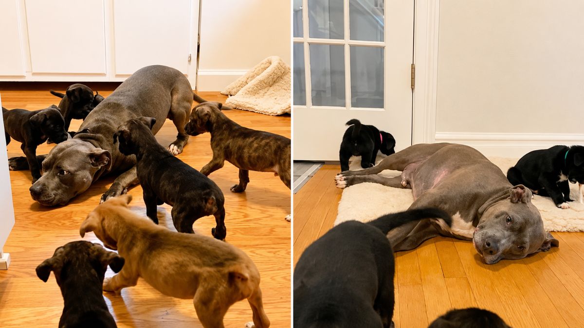 Dog Once Abandoned as an Orphan Now Helps Foster Puppies Find Love and Safety