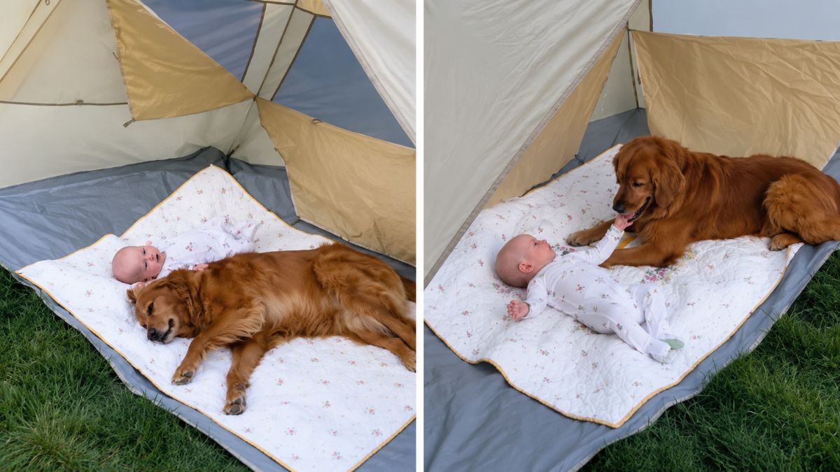 Dog and Baby Share Sweet Bonding Moment Under Cozy Tent, Melting Hearts Online
