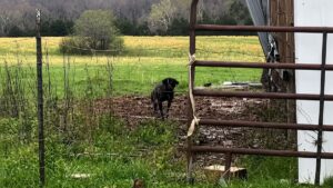 Farmer Spots Nervous Dog Near Shed And Discovers She Was Protecting Three Puppies