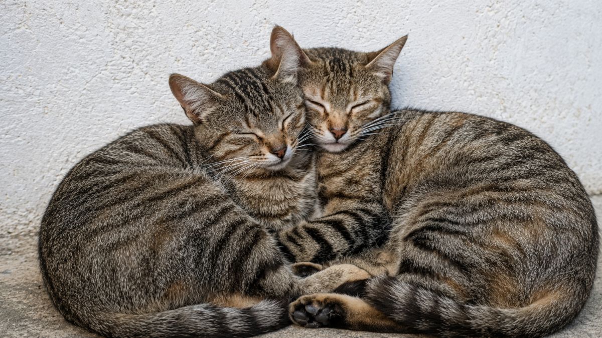 Foster Cat Who Helped Heal Her Paralyzed Kitten Sister Leaves for Forever Home in Bittersweet Goodbye