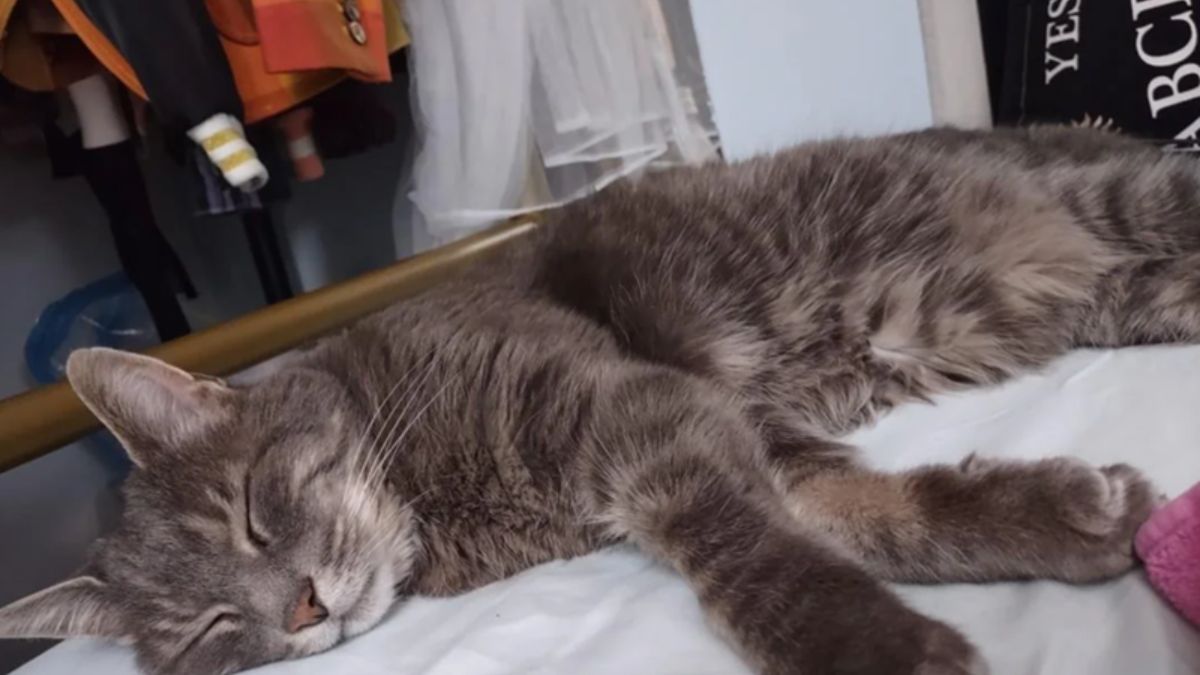 Friendly Cat Recognizes Old Neighbor After Three Years, Creating an Emotional Reunion That Melted Hearts