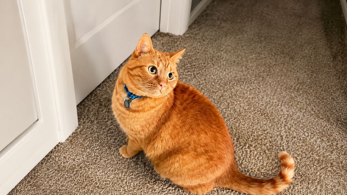 Frostbitten Kitten Finds Forever Home After Orange Cat Adopts Her Like Family