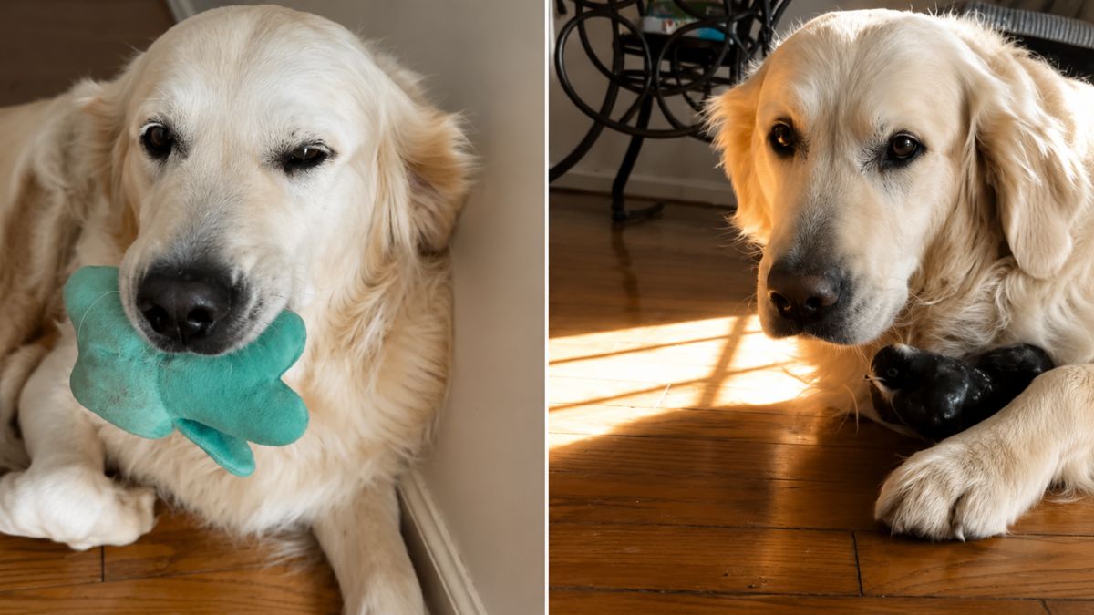 Golden Retriever Calms Down After Finally Seeing His Beloved Baby Chicks