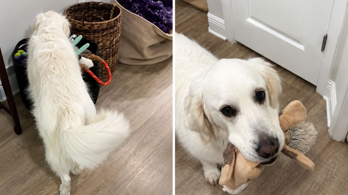 Golden Retriever Hears Newborn Wake Up and Grabs Toy for the Sweetest Reason
