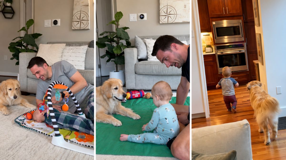 Golden Retriever Keeps Bringing Ball To Baby Until He Finally Learns To Play Fetch Years Later