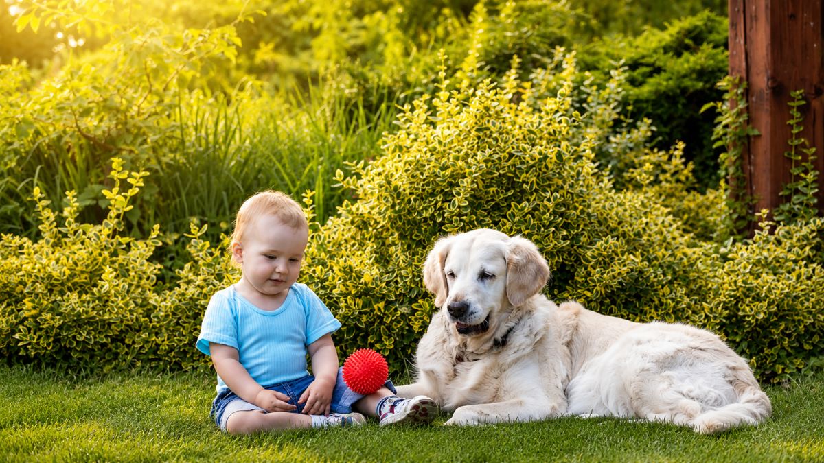 Golden Retriever Patiently Teaches His Human Baby Sister How to Play Fetch in the Cutest Family Moment