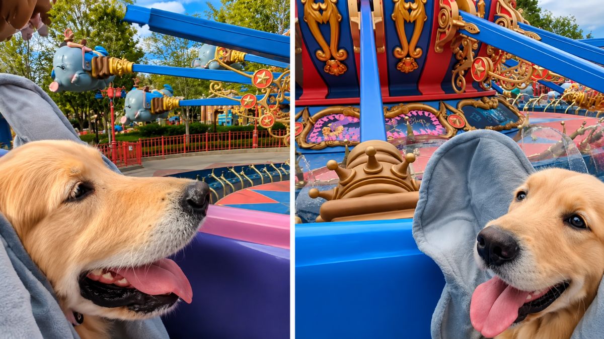 Golden Retriever Wearing Elephant Ears Has the Happiest Day Ever on His Favorite Amusement Park Ride