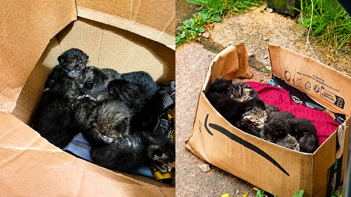 Heartbreaking Discovery as Two Litters of Kittens Are Dumped in Cardboard Boxes Days Apart