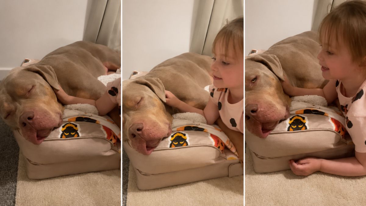Heartwarming Viral Moment – Big Dog Meko Gently Falls Asleep as Little Girl Ari Sings and Cuddles Him