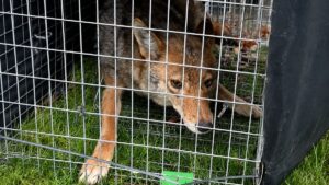 Homeowner Discovers 9 Coyotes Living Under Shed in Surprising Backyard Rescue