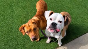 Lost Shelter Dog Refuses Rescue Until Staff Bring His Best Friend to Find Him