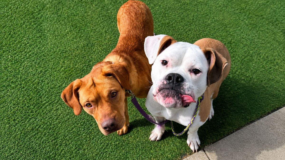 Lost Shelter Dog Refuses Rescue Until Staff Bring His Best Friend to Find Him