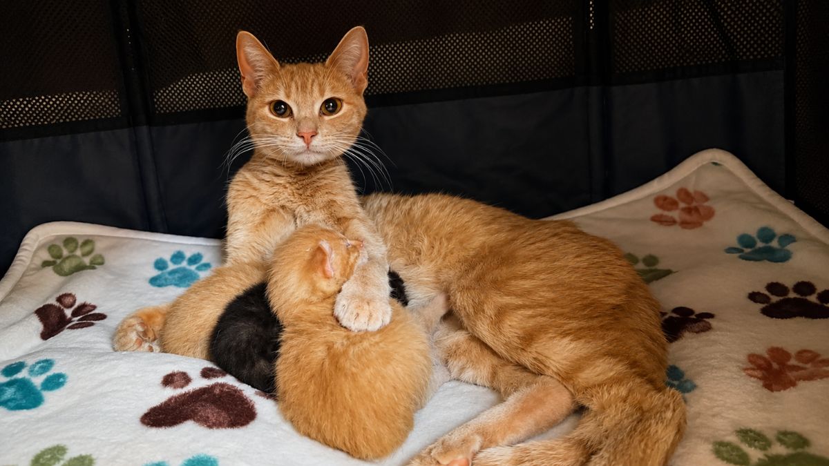 Mama Cat Mouse Fights for Her Kittens Before Finding Her Forever Home
