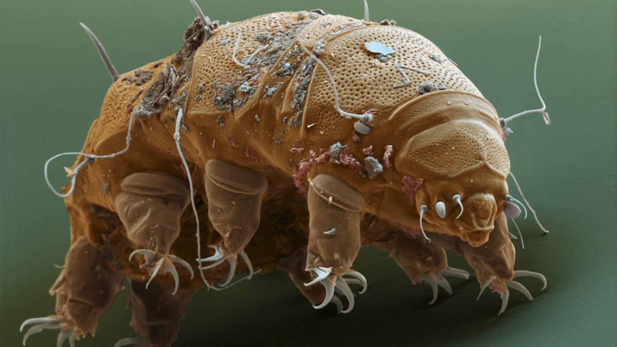 Mars Dust May Defeat Even Tardigrades, Raising New Questions About Life, Space Safety, and Planetary Protection