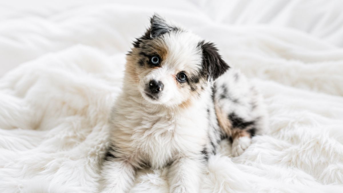 Mini Australian Shepherd Puppy Melts Hearts After Failing to Choose Between Mom and Dad