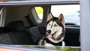Missing Husky Named Sierra Reunites With Owner After 12 Years and a 1,400-Mile Journey Home