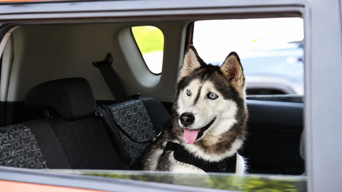 Missing Husky Named Sierra Reunites With Owner After 12 Years and a 1,400-Mile Journey Home