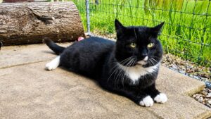 Rescue Cat George Seeks Loving Home After Surviving Years of Hardship
