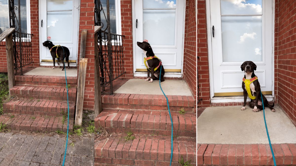 Rescue Dog Breaks Hearts as She Returns to Her Old Home and Waits for the Family She Lost