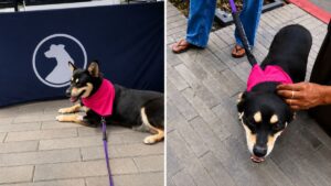 Rescue Dog Chilli Waits for Forever Home After Adoption Event Ends Without a Family
