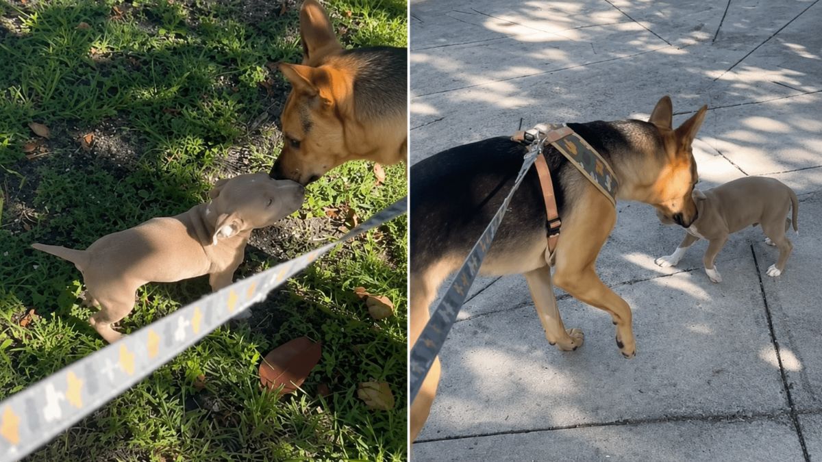 Rescue Dog Helps Abandoned Puppy Find a Forever Home During Sweet Walk With Dad