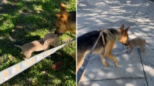 Rescue Dog Lets Abandoned Puppy Join Walk With Dad as They Help Find Him a Home