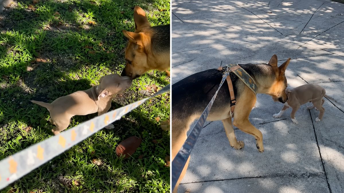 Rescue Dog Lets Abandoned Puppy Join Walk With Dad as They Help Find Him a Home
