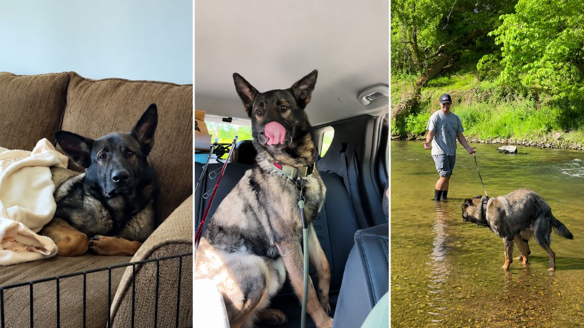 Rescue Dog’s Sad Couch Moment Turns Into the Best River Adventure With Mom and Dad