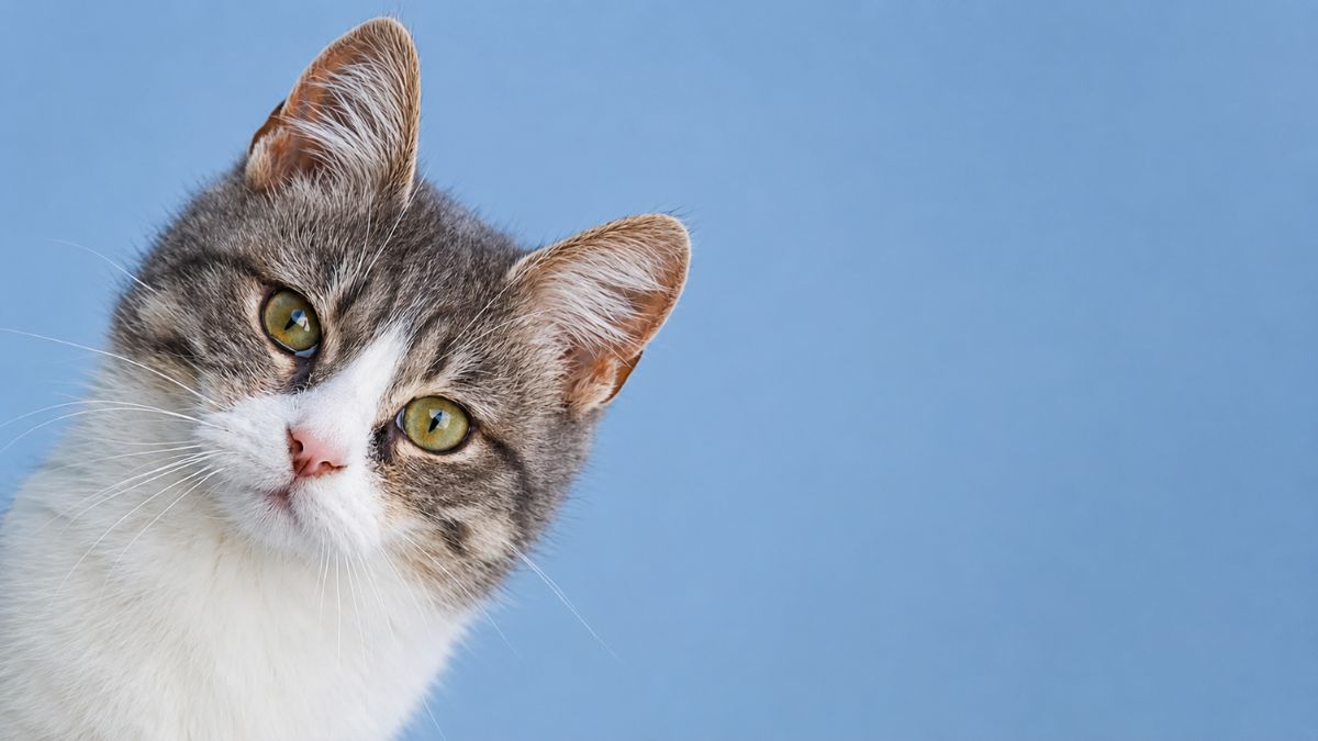Rescue Kitten Captain Sunny Lives Dream Boat Life Waiting for Fresh Fish Dinner