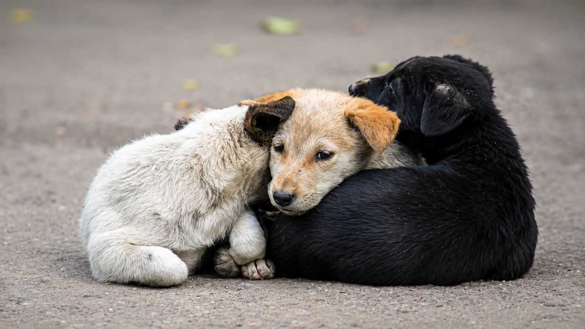 Rescued Puppies Embrace Each Other After Being Saved From Florida Dog Dumping Spot
