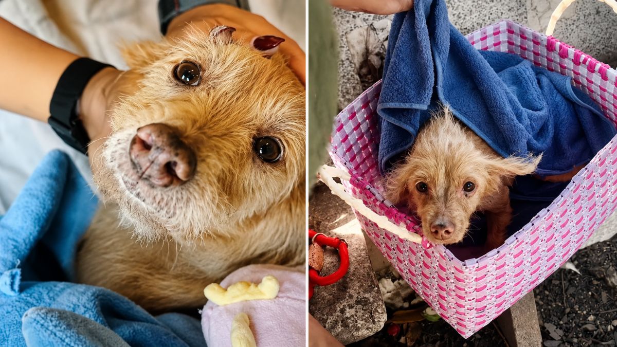Senior Dog Abandoned for Being Too Old Finds Loving Forever Home in Heartwarming Rescue Story