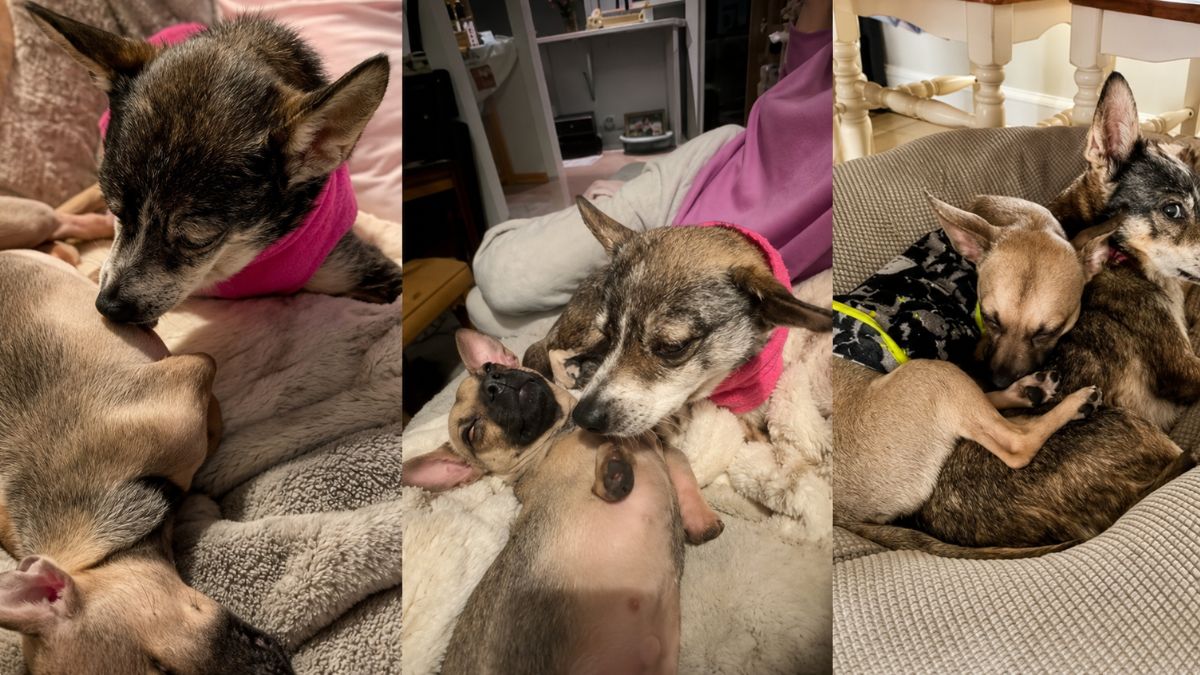 Senior Dog Becomes Mama Again to Rescue Puppy After Finding Safety and Love