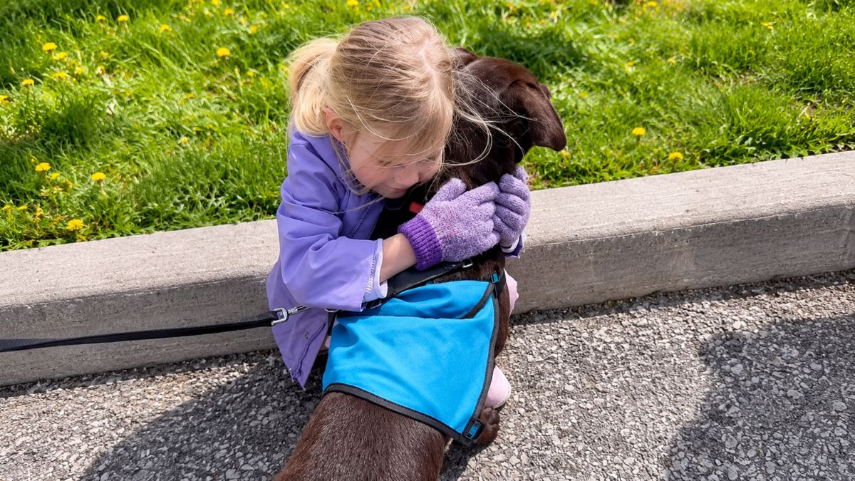 Shelter Dog’s Heartwarming Reaction Goes Viral After Little Girl Returns to Adopt Her