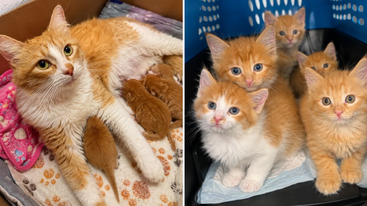 Shortly After Cat Was Found at an Apartment Complex, She Had Kittens and Adopted Another One