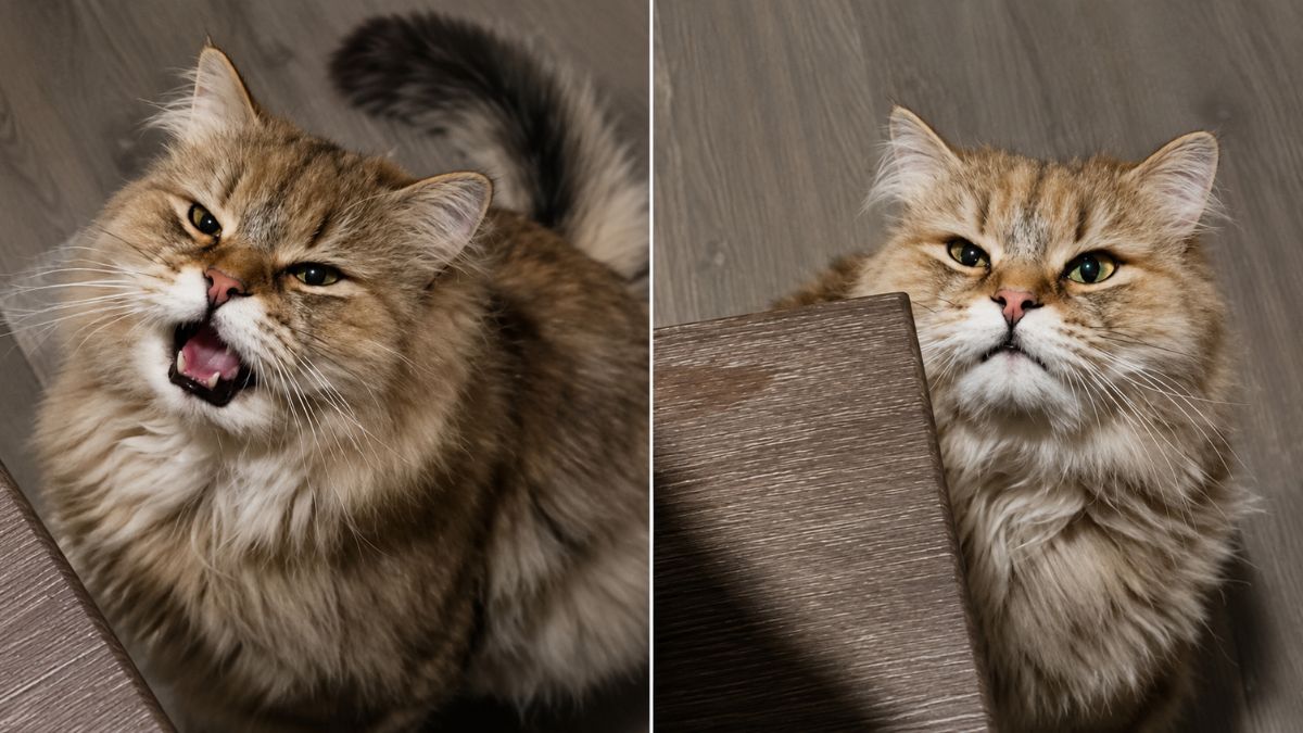 Siberian Cat Melts Hearts by Asking for Pets in the Sweetest Baby Voice